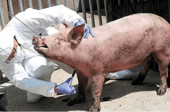돼지한마리-치료를받는모습