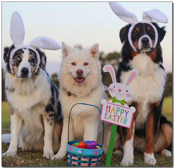 부활절을 축하하는 강아지들