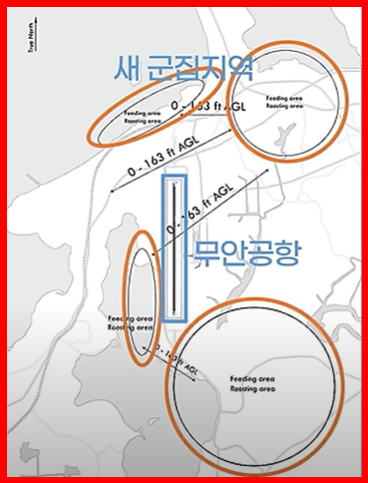 무안공항 주변의 새 군집지역