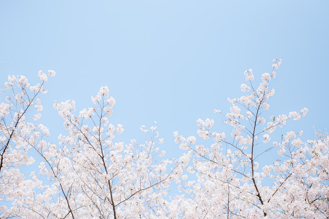 Cherry blossoms