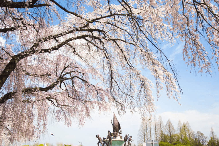 국립서울현충원 벚꽃