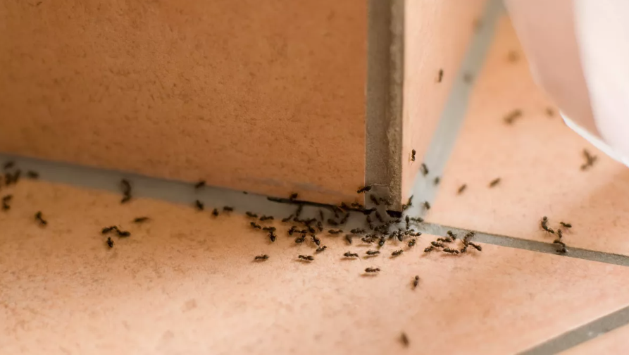 바닥 타일 위의 개미(이미지 출처: Shutterstock)