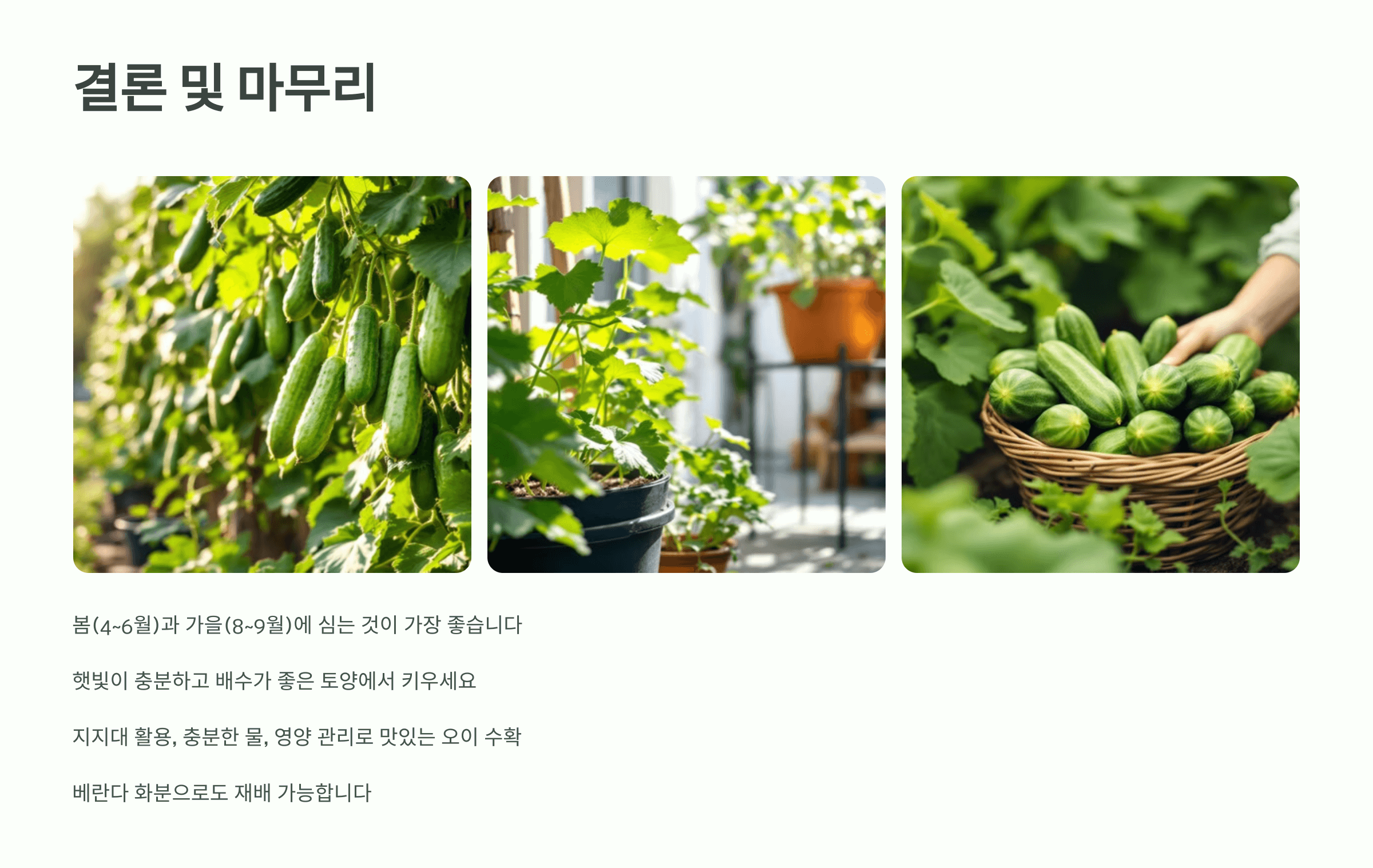 오이 사진입니다.