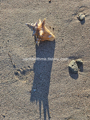 Lambi(Queen Conch&#44; 여왕 분홍 고동)&#44; 모래 사장&#44; 해변
