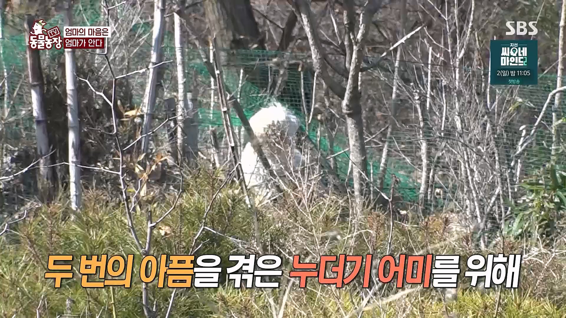 TV 동물농장.E1113.230326p.H264-F1RST.mp4_20230326_172517.538.jpg