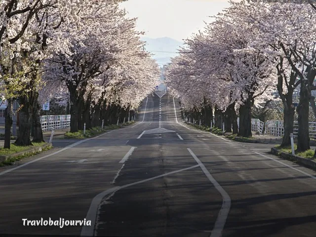 벚꽃 골프여행_1