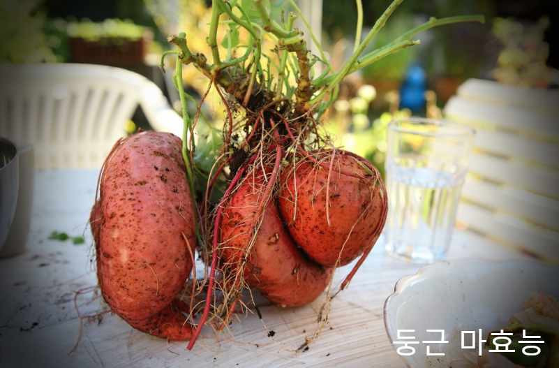  둥근 마효능 부작용 알아봐요