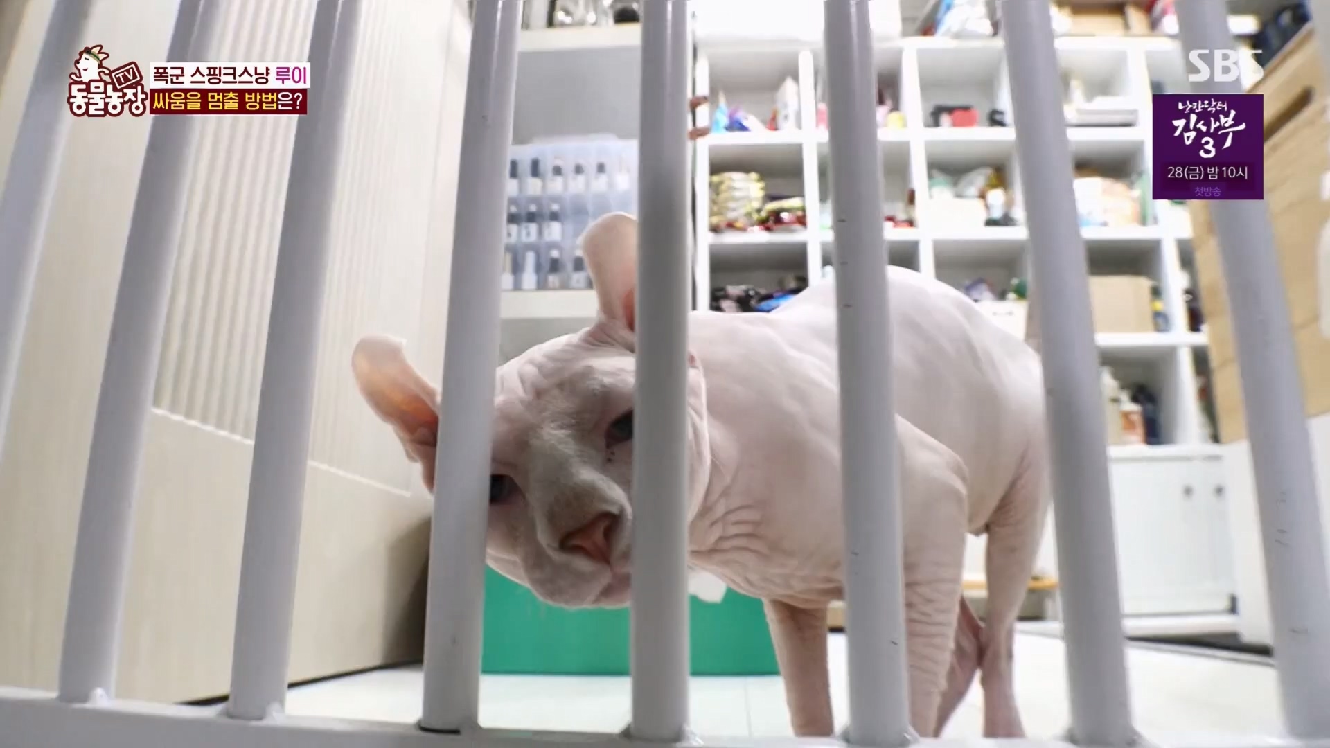 TV 동물농장.E1116.230416p.H264-F1RST.mp4_20230418_194210.052.jpg