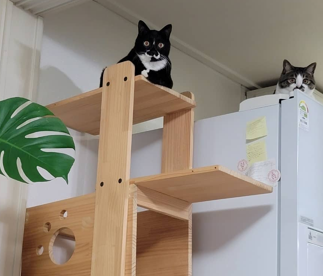  고양이 문제 행동 대처 법