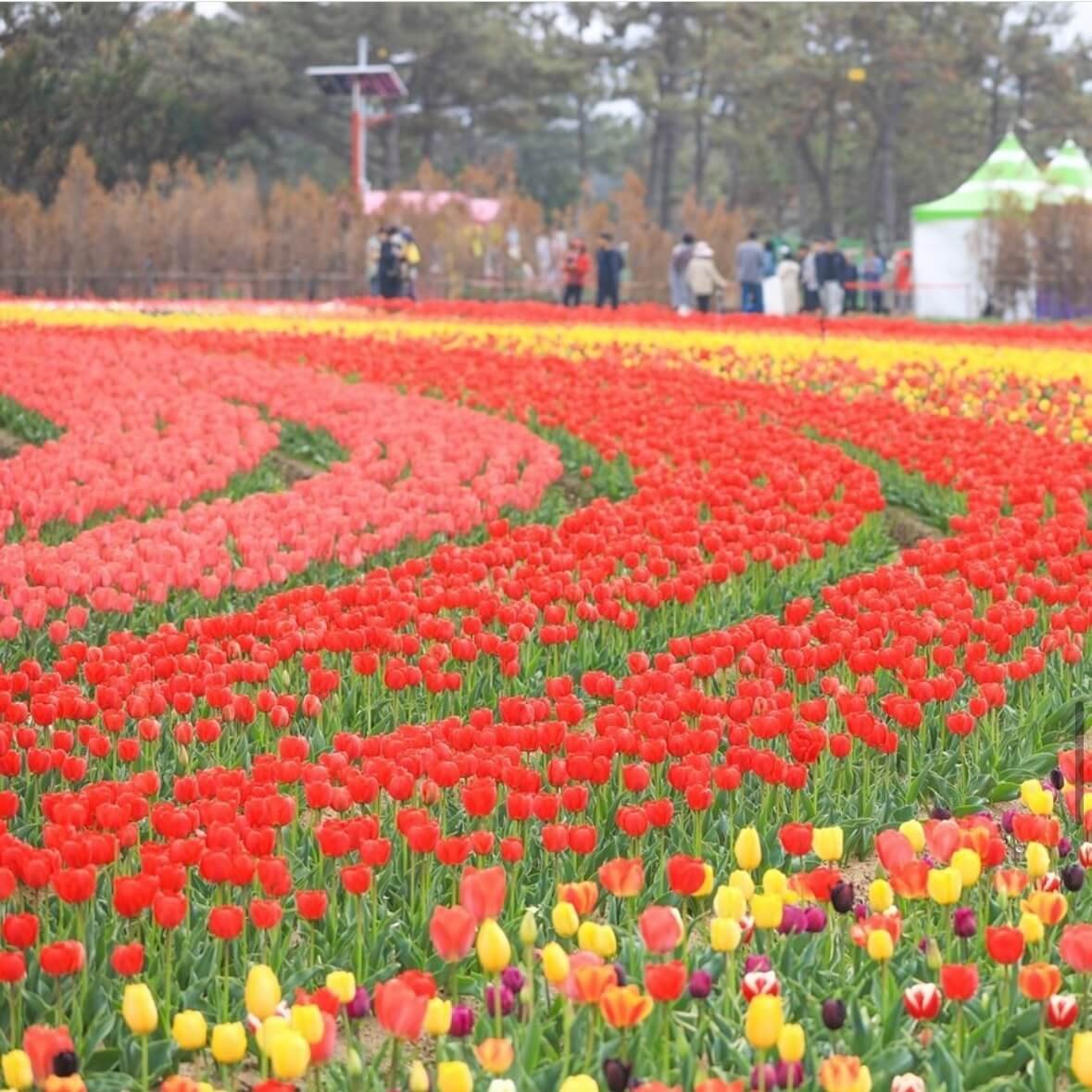 임자도 튤립축제기간