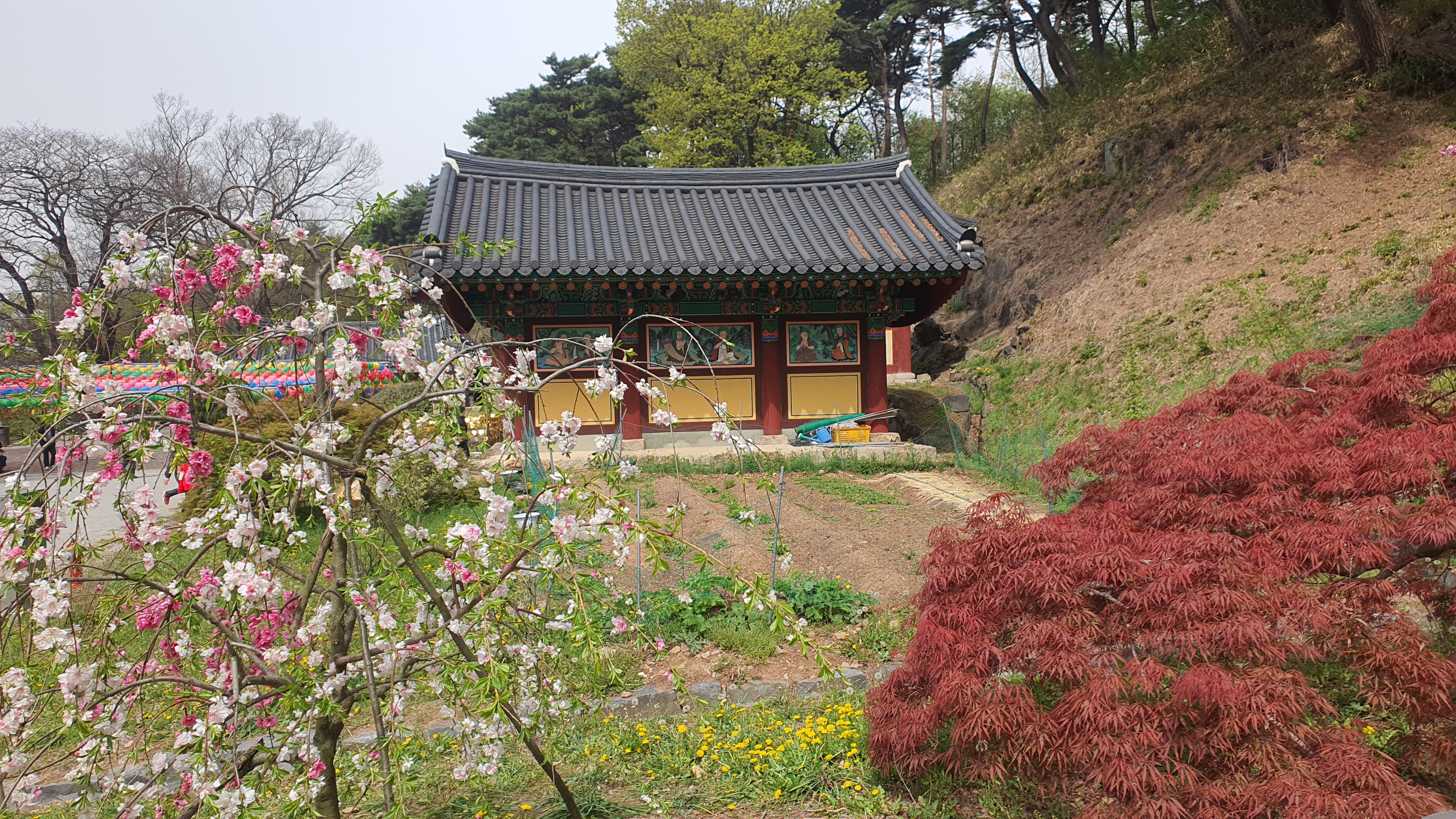 서산 겹벚꽃 명소 문수사