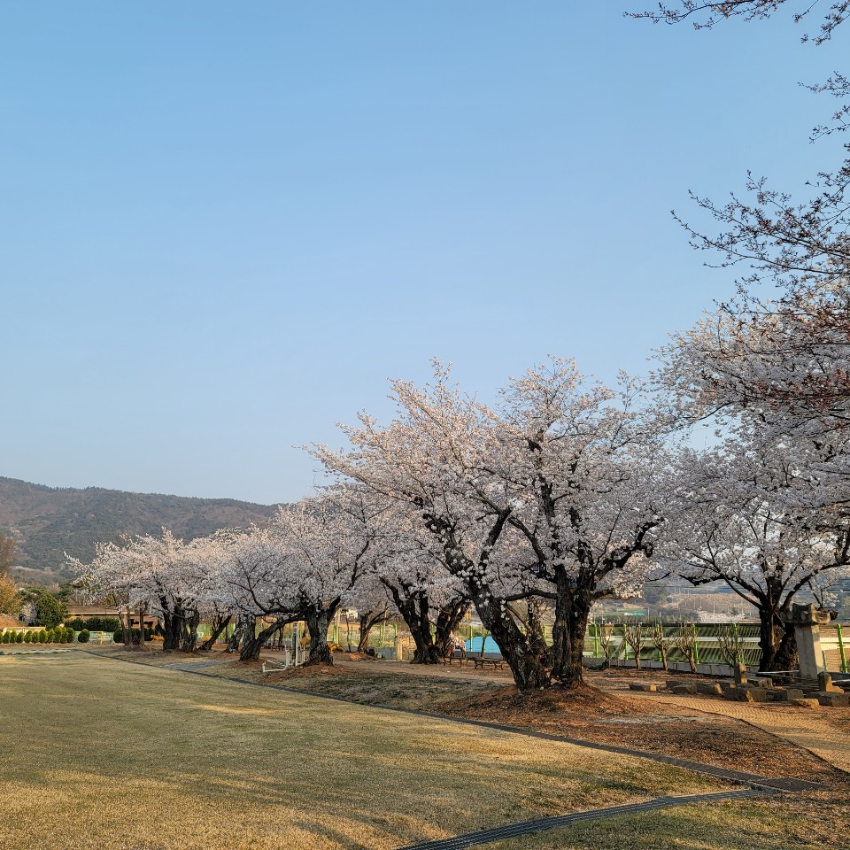 [전북 고창] 성송초등학교 벚꽃 사진