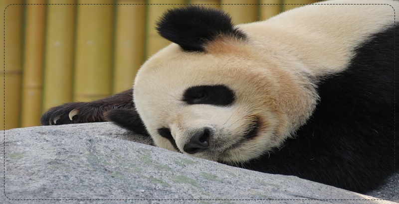 바위에 자고 있는 팬더곰