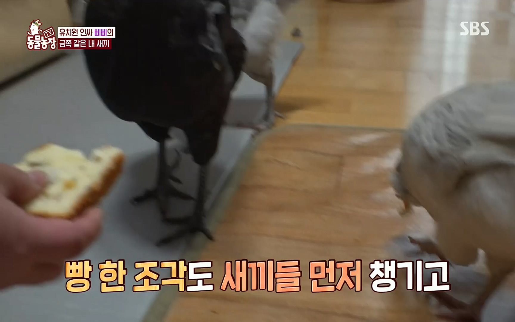 TV 동물농장.E1073.220612p.H264-F1RST.mp4_20220612_181336.556.jpg