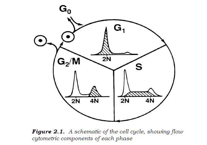  Cell cycle analysis [FACS - PI staining] 실험 방법 정리