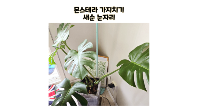  식물키우기 몬스테라 가지치기 분갈이 새순 눈자리