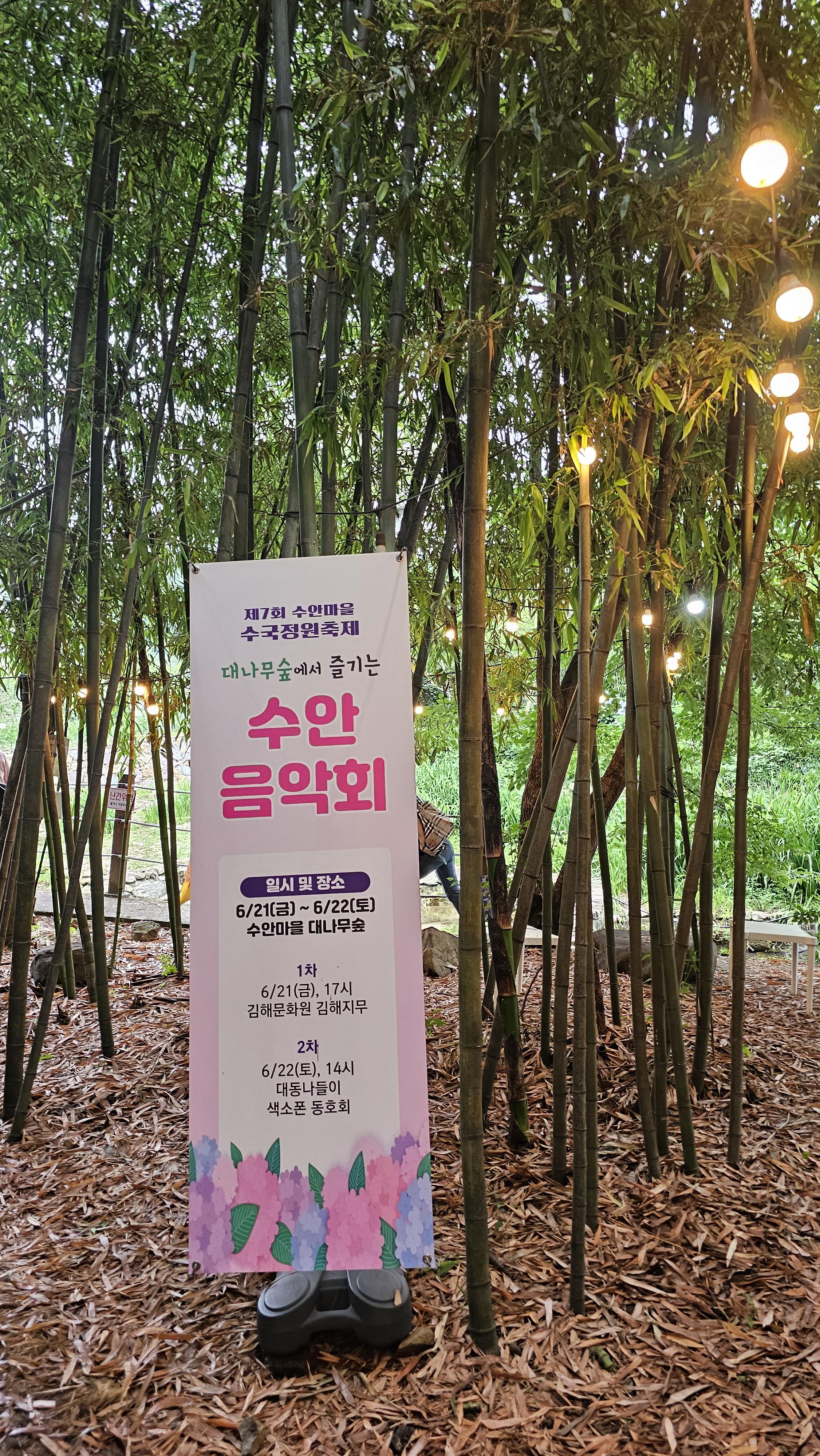 2024년 김해 수안마을 수국정원 수국축제 후기