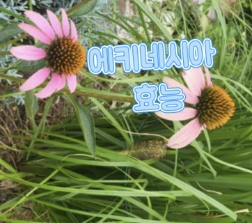 에키네시아-효능