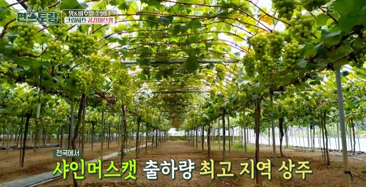 샤인머스캣이-달려있다