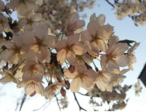 과천 벚꽃 서울 벚꽃 데이트