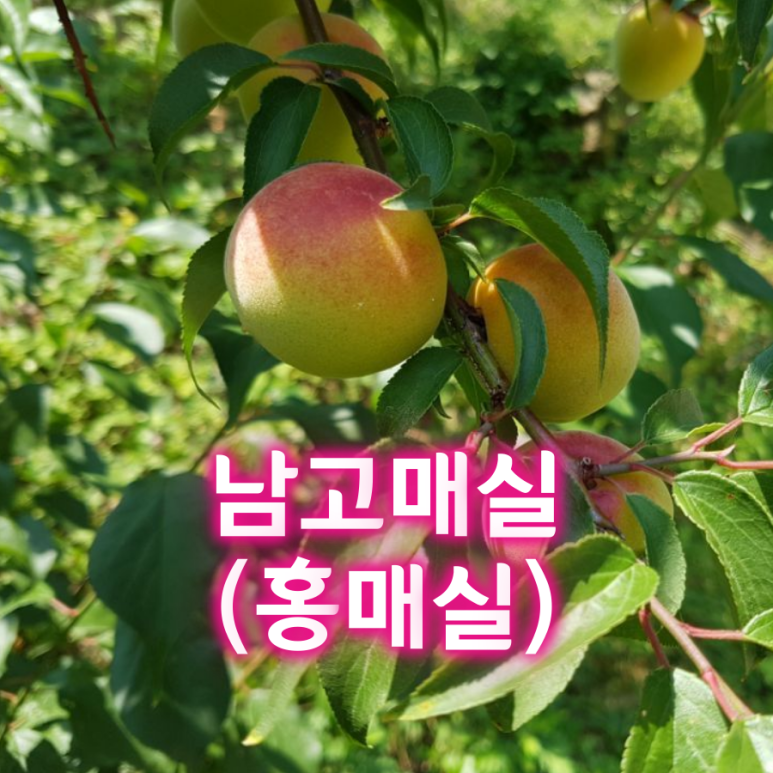 매실남녀 수확기 계절가격정보 2021 홍매실매장소 8