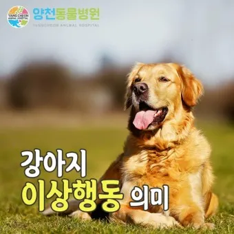 강아지 행동별 특징 의미 강아지 신호 해석 방법_15
