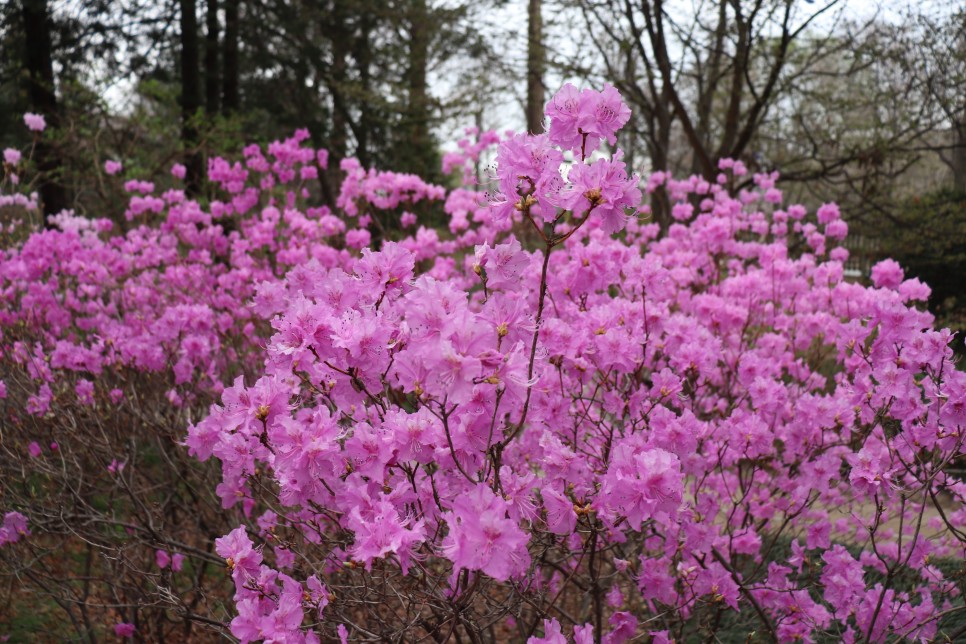홍릉시험림(홍릉수목원) #페이지 토.일요일서울가볼만한곳 82