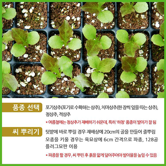 봄 상추 씨앗 심는시기, 상추씨 발아기간 심는 방법