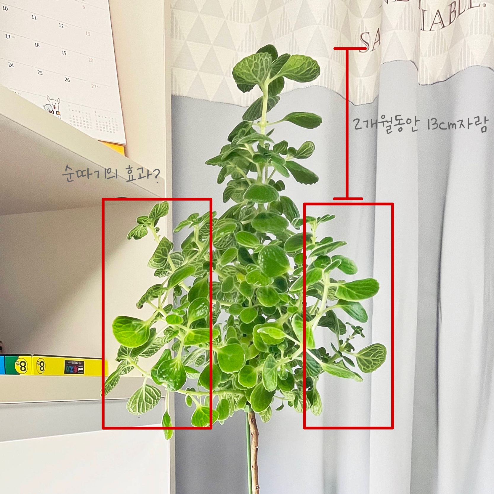  외목대 장미허브, 순따기, 삽목 장미허브 변화된 모습
