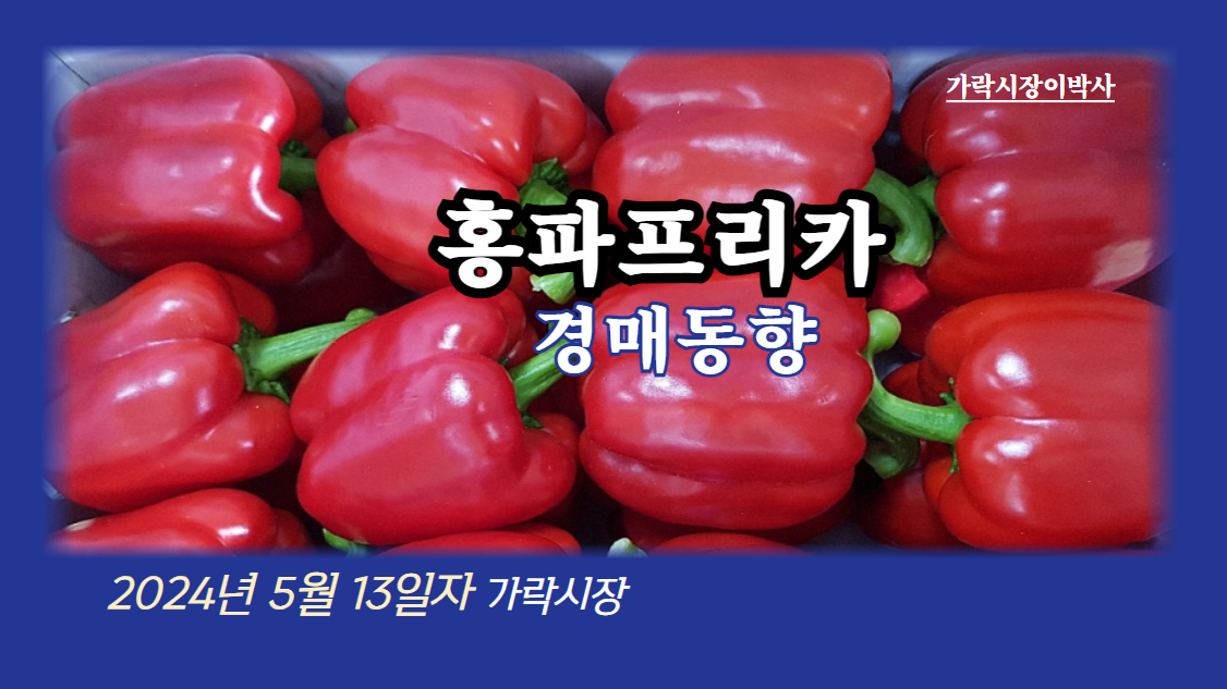  [경매사 일일보고] 2024년 5월 13일자 가락시장 홍파프리카 경매동향을 살펴보겠습니다!