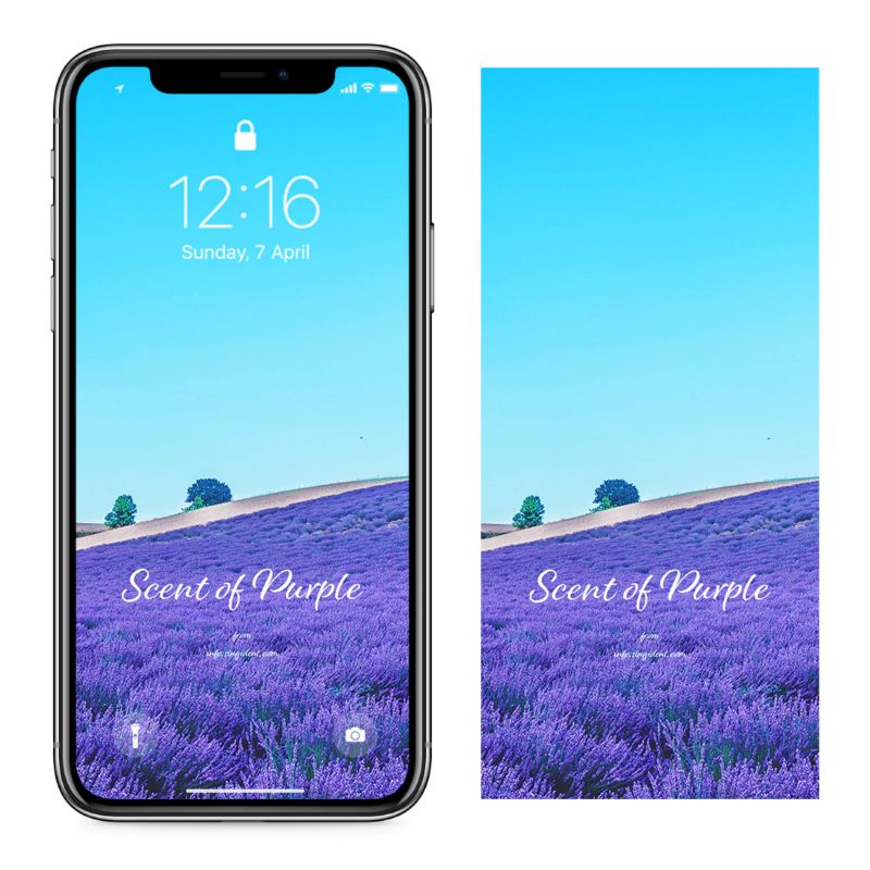 01 파란 하늘과 보라색 꽃 C - Scent Of Purple 아이폰보라색배경화면