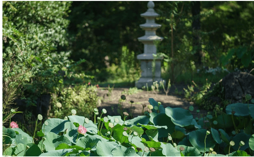 한림연꽃사진 