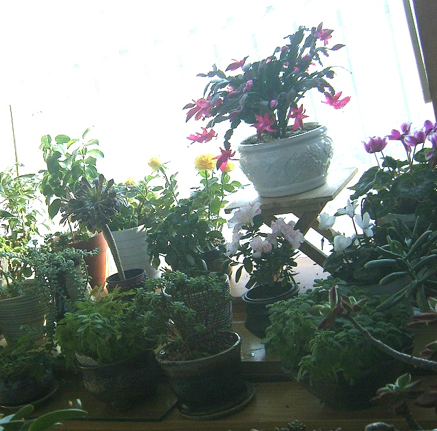 봄처럼 화사한 나의 놀이터 배란다정원 9