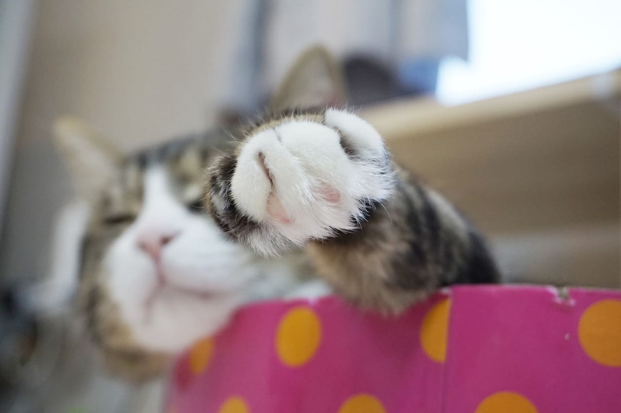 고양이 생식기 질환의 종류