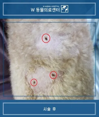 강아지 쥐젖 사마귀 지방종 증상 치료법_12