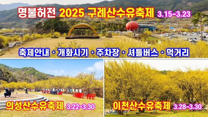 구례 산수유축제 기간 산수유마을 개화시기_5
