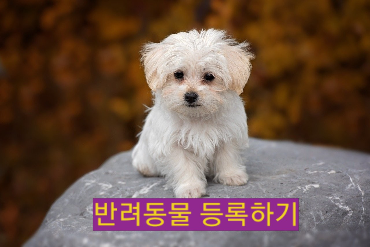  반려동물을 등록해주세요예쁜강아지를 소중히~