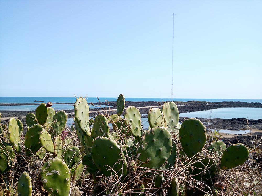 올레4코스: 표선바닷가 백련초
