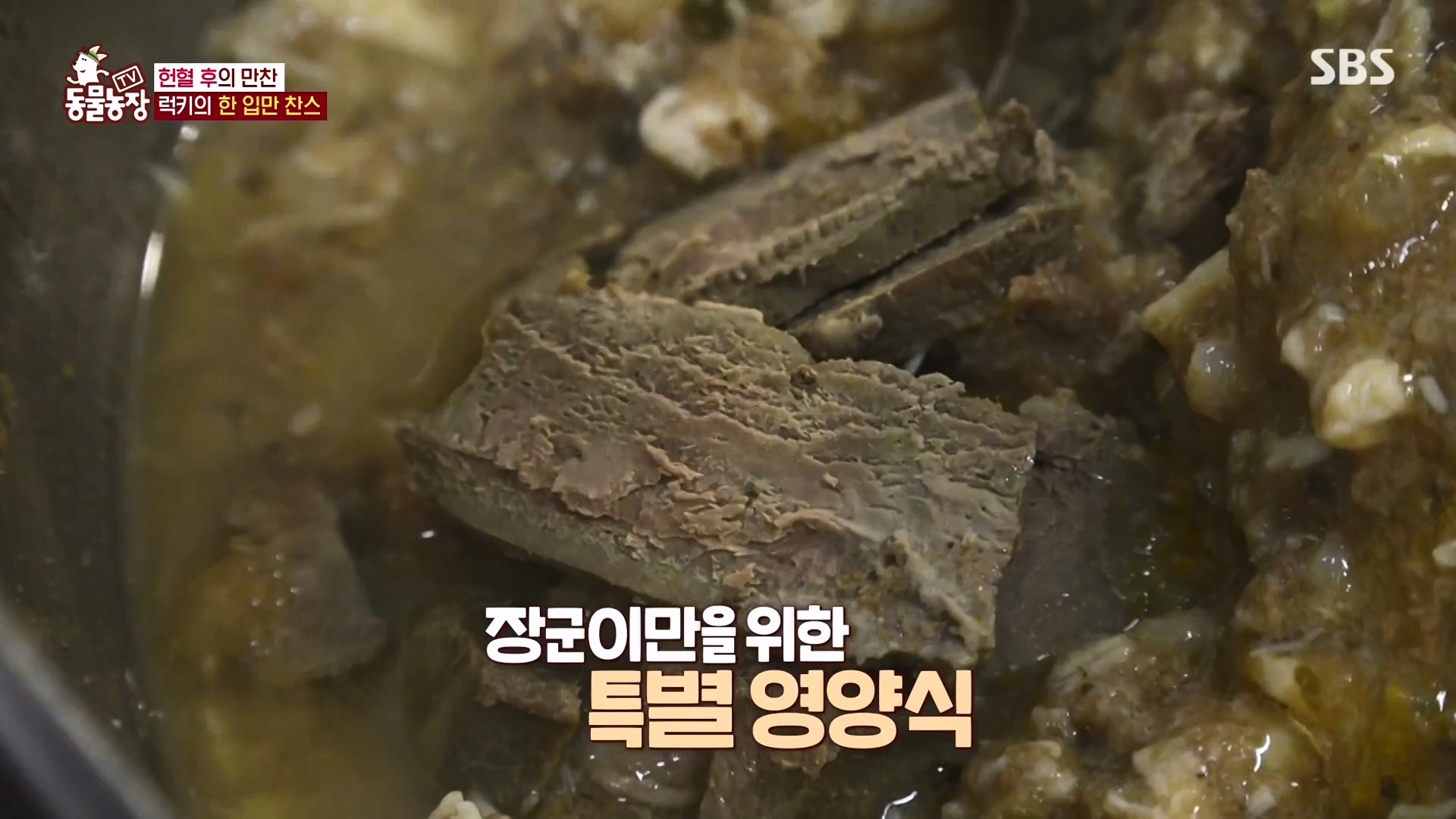 TV 동물농장.E1166.240407p-NEXT.mp4_20240407_164459.177.jpg