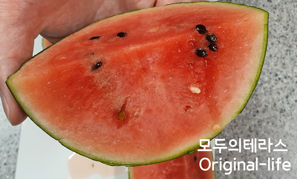  고창 애플수박(미니수박) 사먹어 본 후기