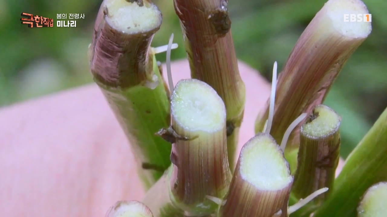 TV - 전 국민의 평생학교 EBS봄의 전령사! 새조개, 미나리, 주꾸미.mp4_20240316_171250.506.jpg