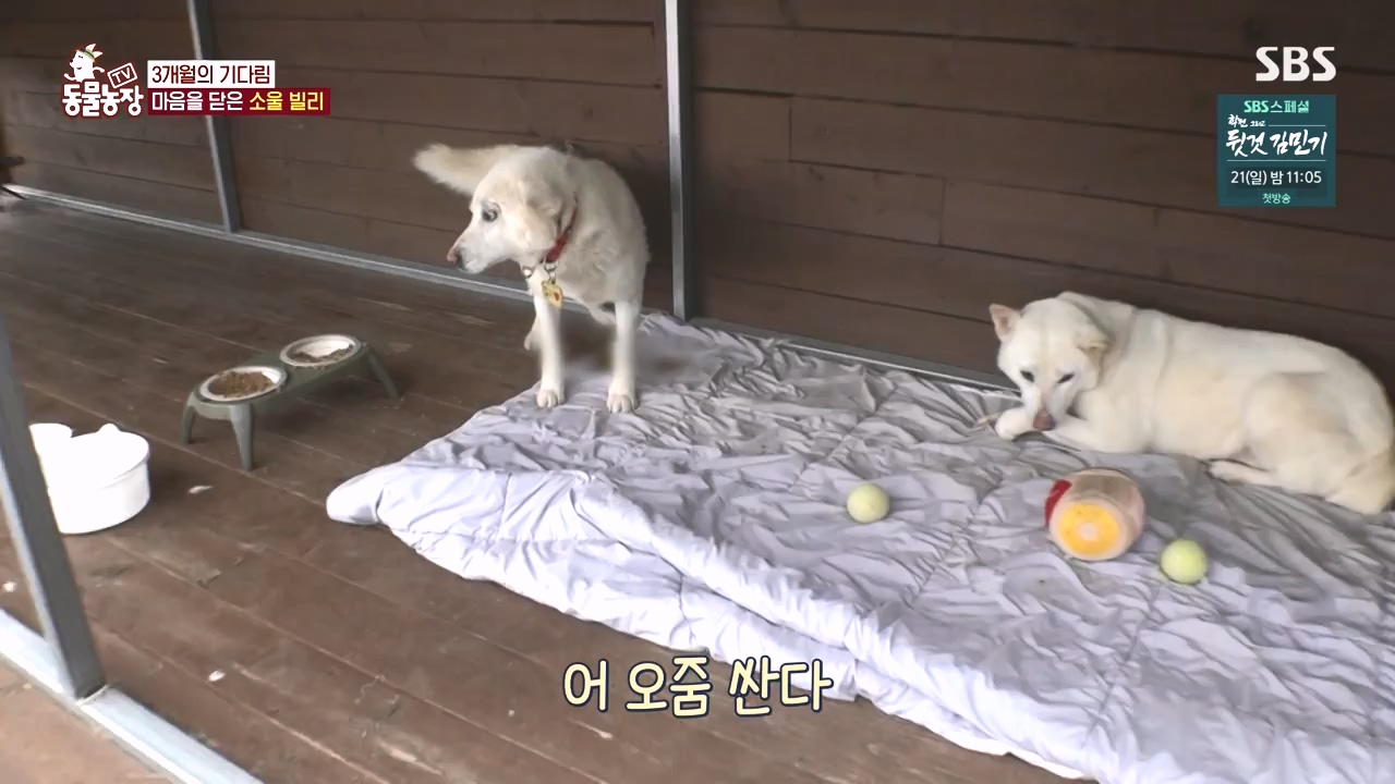 TV 동물농장.E1167.240415p-NEXT.mp4_20240414_160931.443.jpg