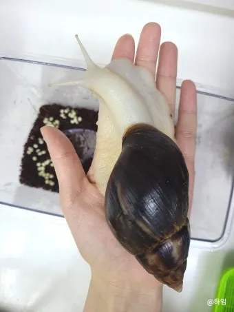 백와달팽이 가격 키우기 분양 수명 먹이 성격 종류_6