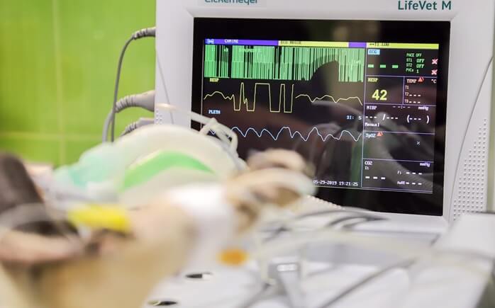동물병원에서 심박동이 나타나는 기계와 연결되어 검사받고 있는 개 한마리 
