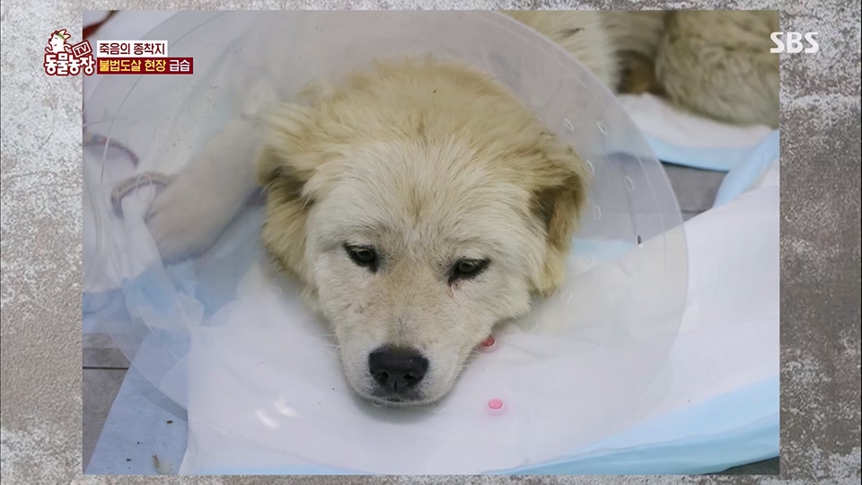 TV 동물농장.E1129.230716p.H264-F1RST.mp4_20230716_183638.984.jpg