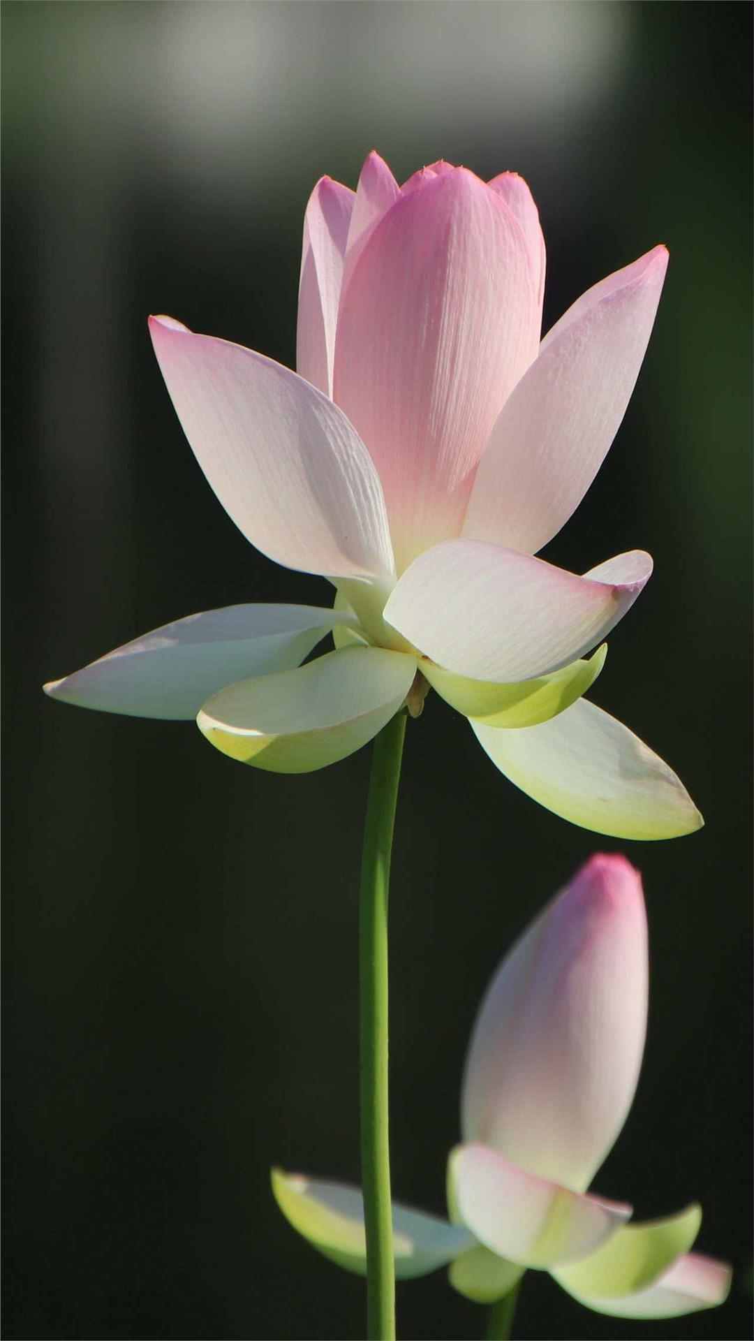 Lotus Flower iPhone Wallpaper