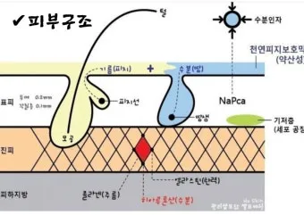 피부 구조와 기능 표피 진피 피하조직 위치 역할_12