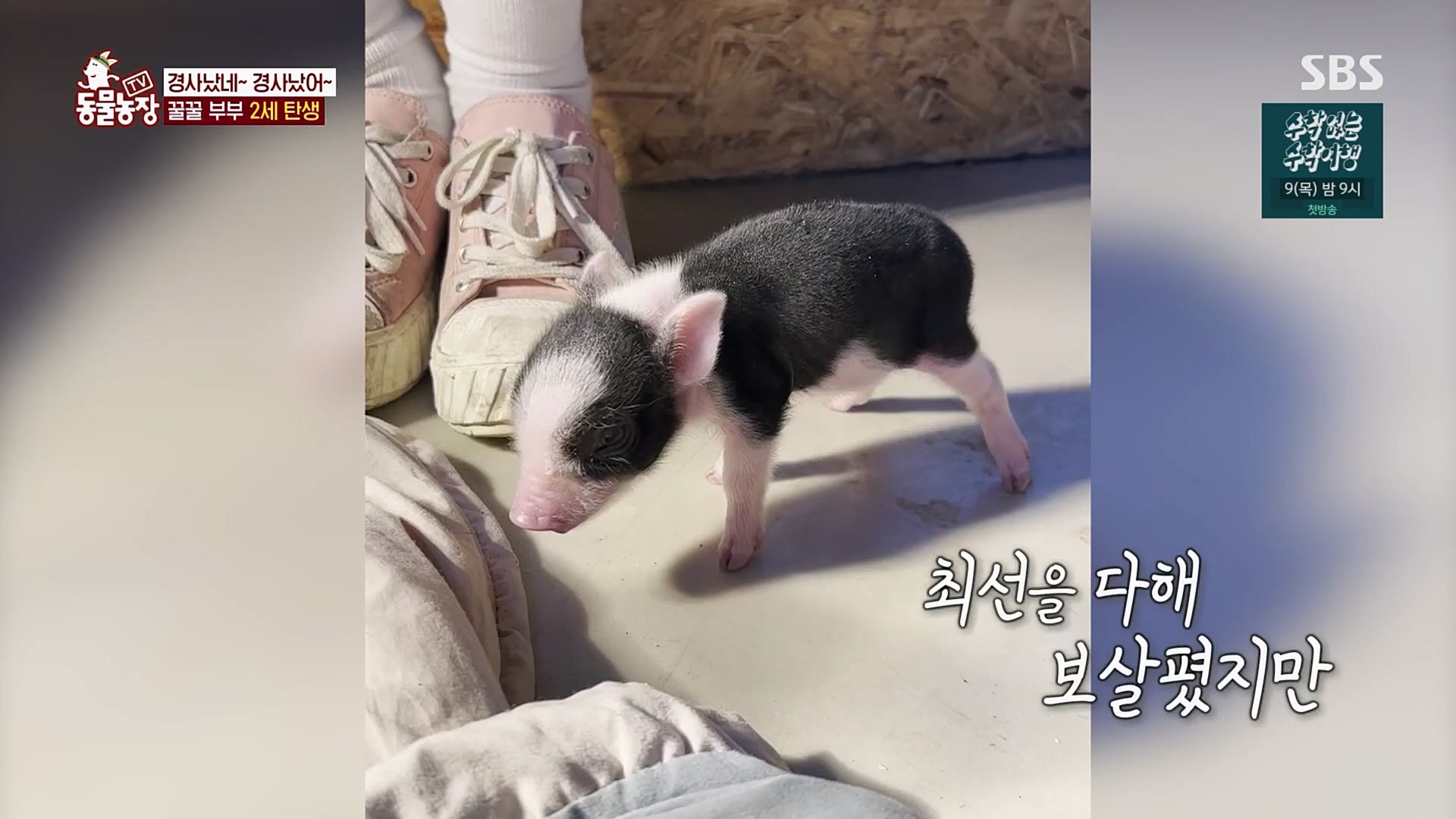TV 동물농장.E1110.230305p.H264-F1RST.mp4_20230305_183150.694.jpg