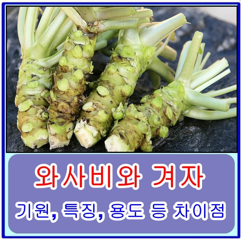 와사비와 겨자