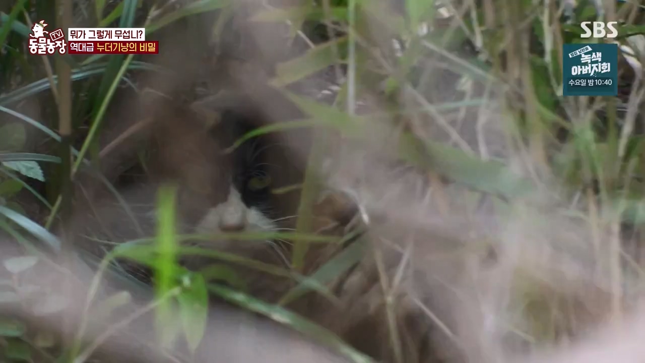 TV 동물농장.E1143.231030p-NEXT.mp4_20231029_164139.718.jpg